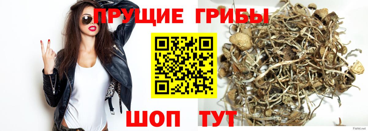 Галлюциногенные грибы Psilocybe  Вход с VPN  Дербент 